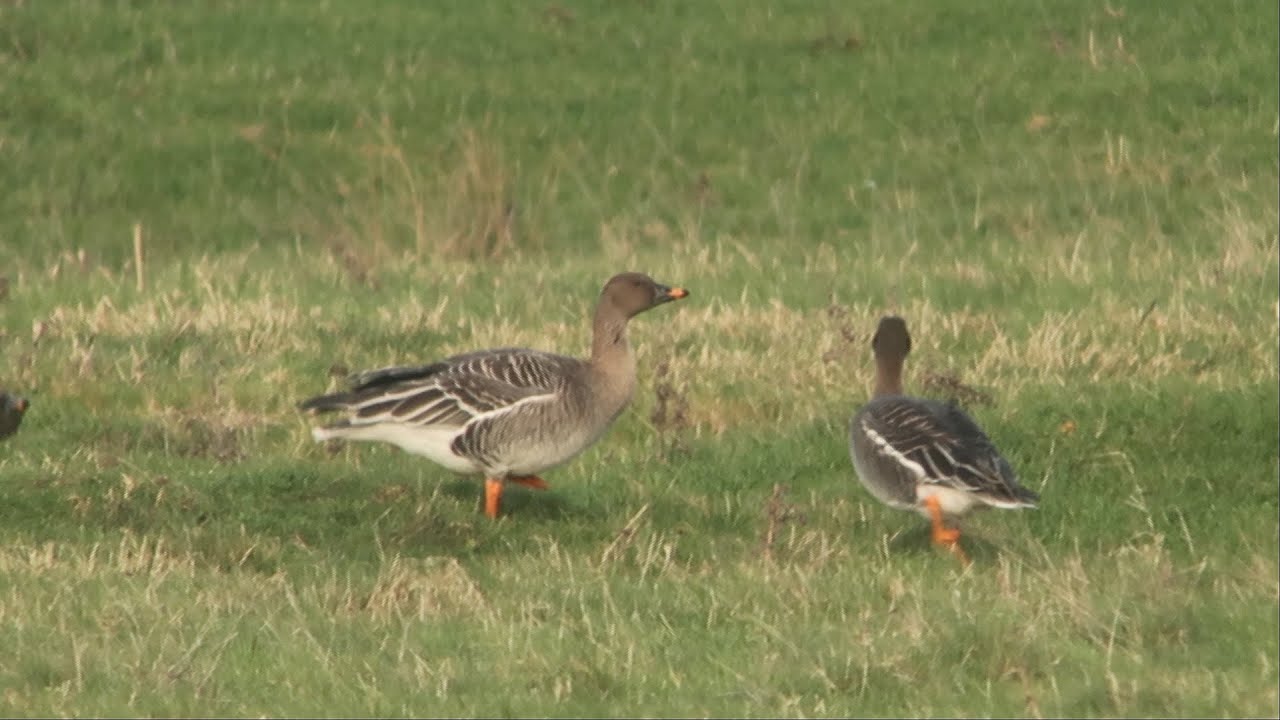 Bean Geese:oxonbirding.blogspot.co.uk