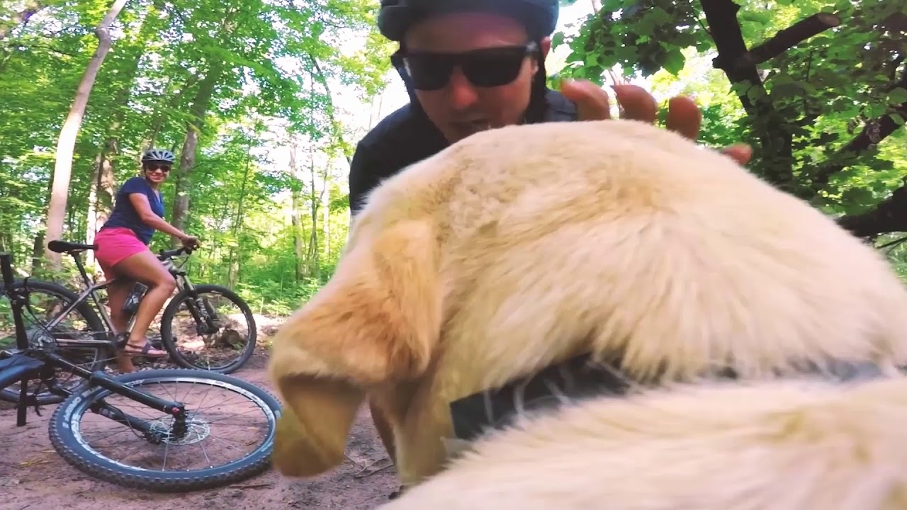 Dog-friendly Activities During the Spring in Traverse City, Michigan