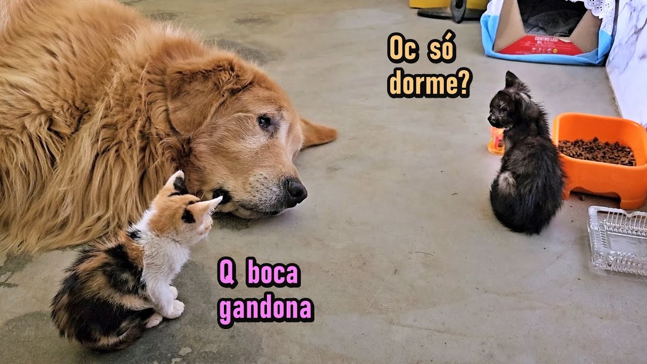 OLHE A INTERAÇÃO DO GOLDEN COM AS FILHOTINHAS DE GATO | Processo de adaptação com os CÃES