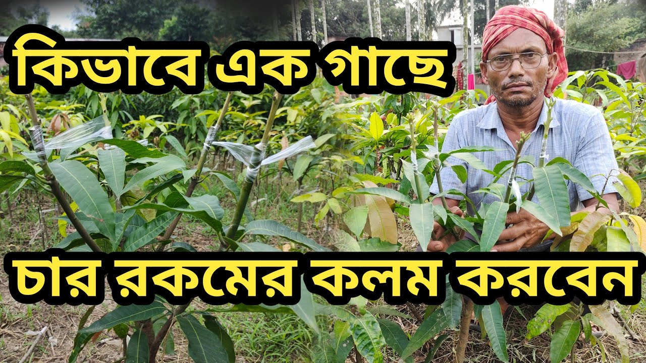 আসুন শিখে নিই কীভাবে এক গাছে চার রকমের কলম করবো।। How to graft four mangoes into one mango plant।।