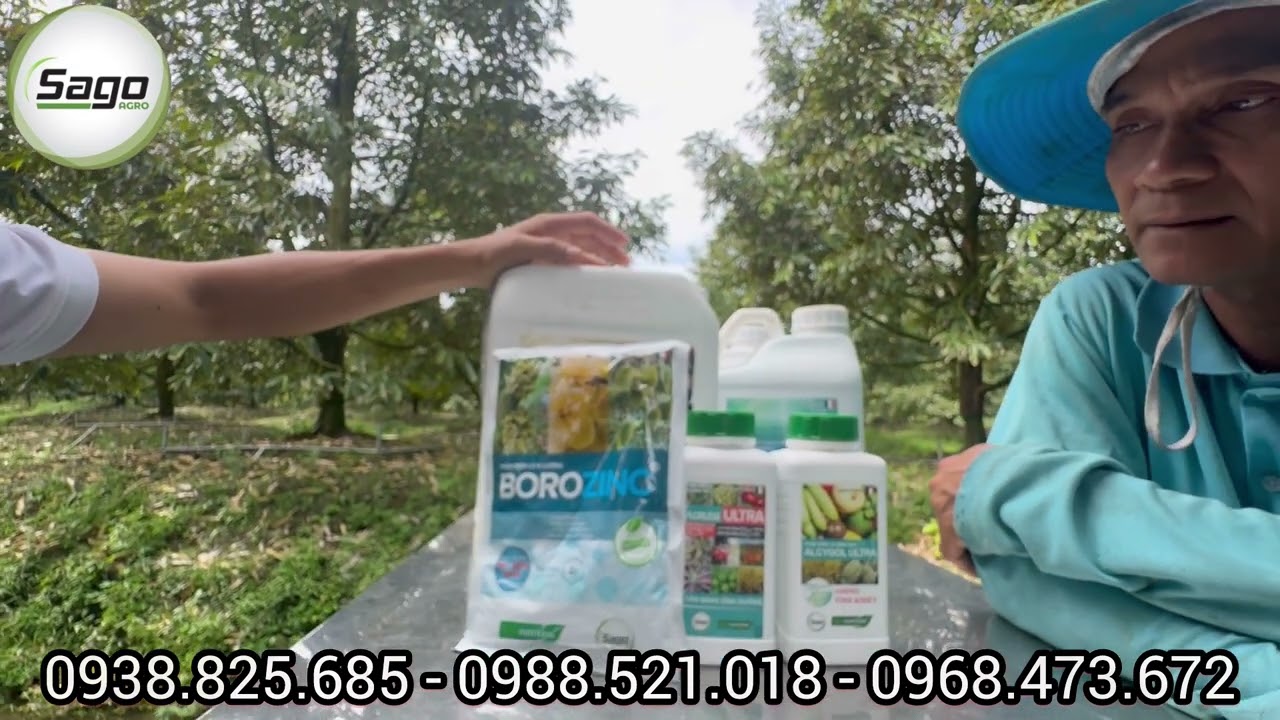 QUY TRÌNH SAGO PHỤC HỒI SAU THU HOẠCH - HIỆU QUẢ CỰC NHANH, DỄ ÁP DỤNG, NHẸ CÔNG VÀ GIẢM CHI PHÍ