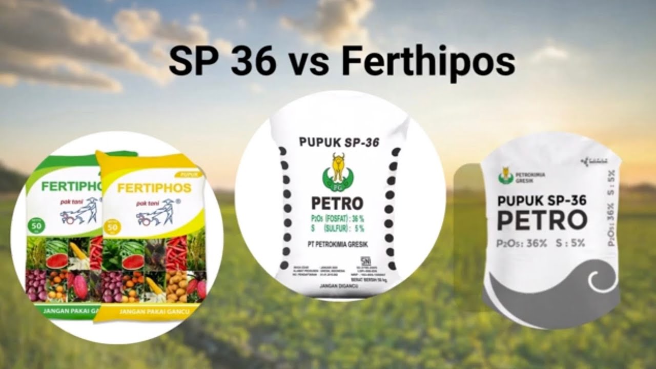 Pupuk SP 36 Vs Ferthipos. Mana yang Lebih Bagus?
