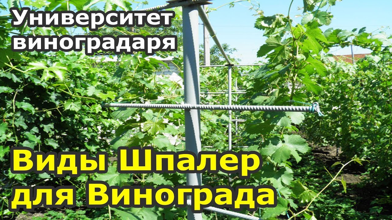 5. Виды виноградных шпалер
