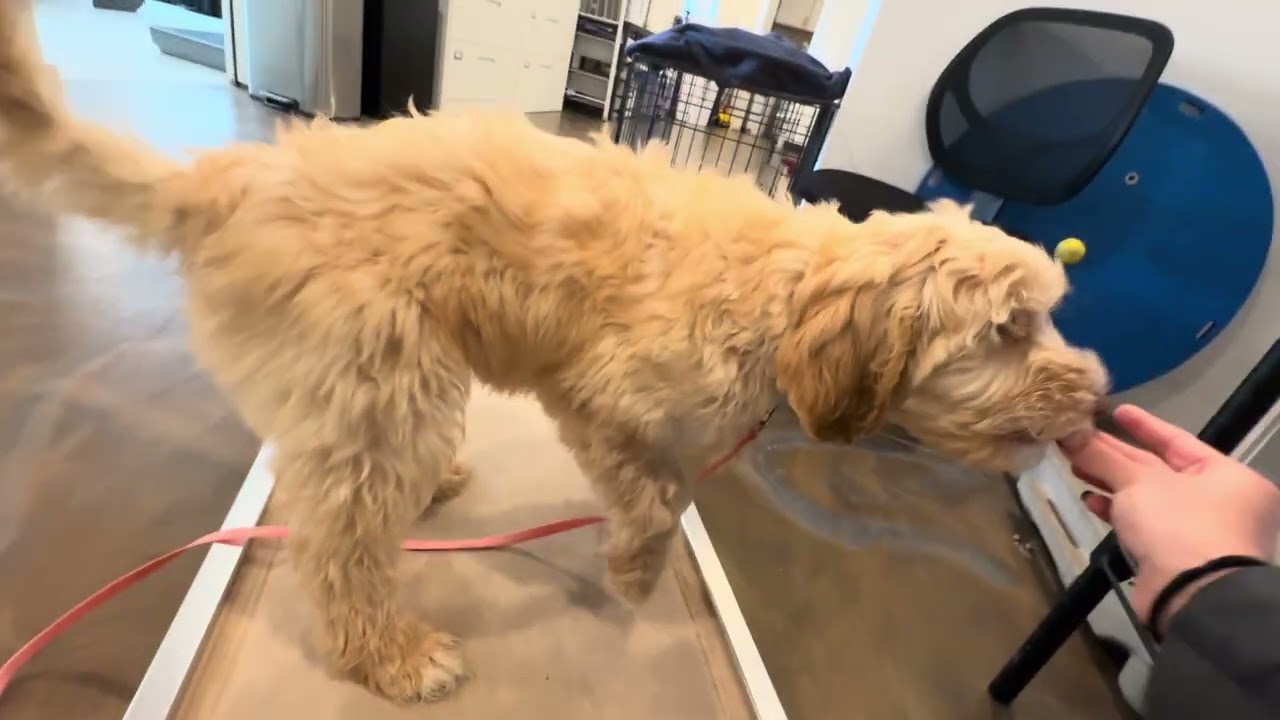 Byron gets Introduced to his “Place” command! 3.4.26