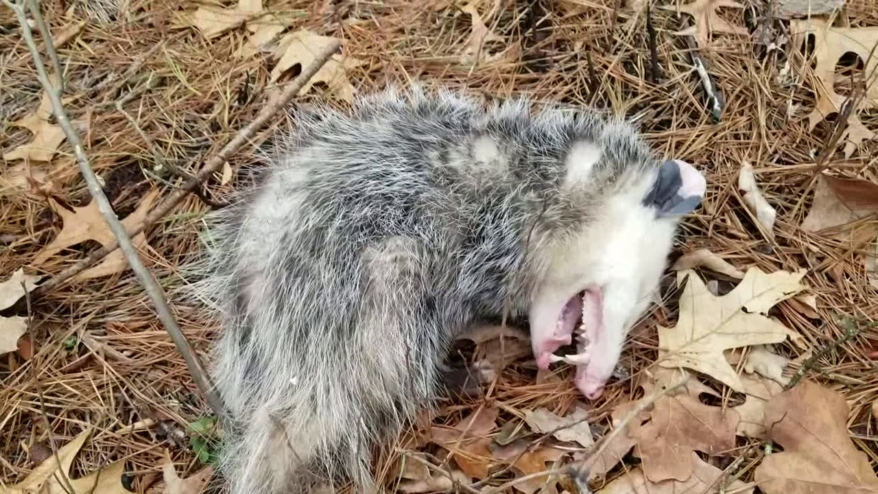 Opossum Plays Dead On The Trail