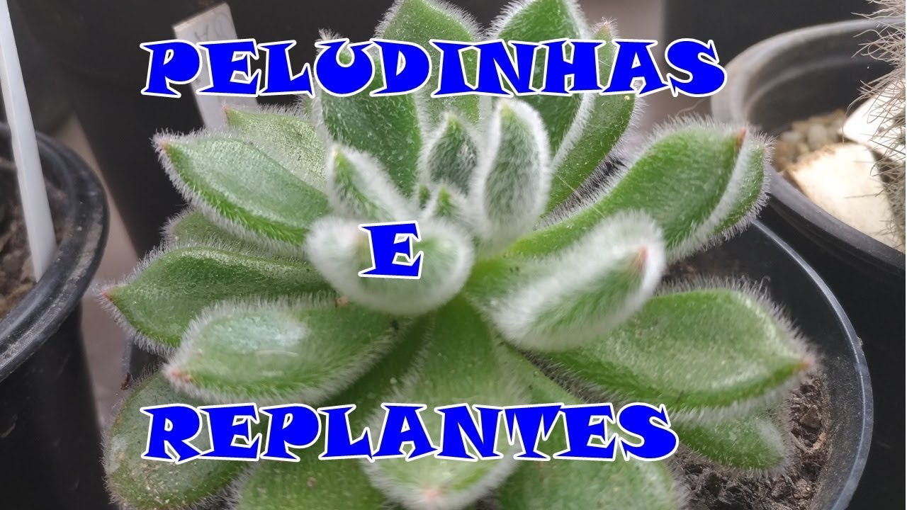 Suculentas pilosas e replantes no cantinho.