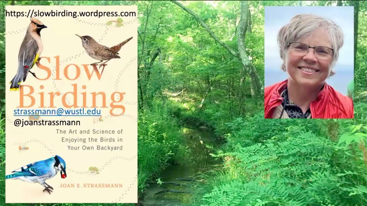 Dr. Joan E  Strassmann • Slow Birding: How Do the Birds You Glimpse Live Their Lives? • January 2024