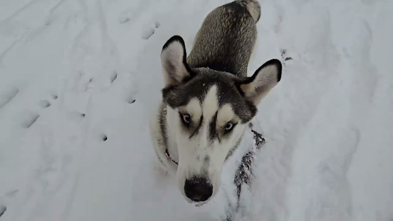 Some fresh snow last weekend for the girls. Definitely makes Aurora and Reign smile. 