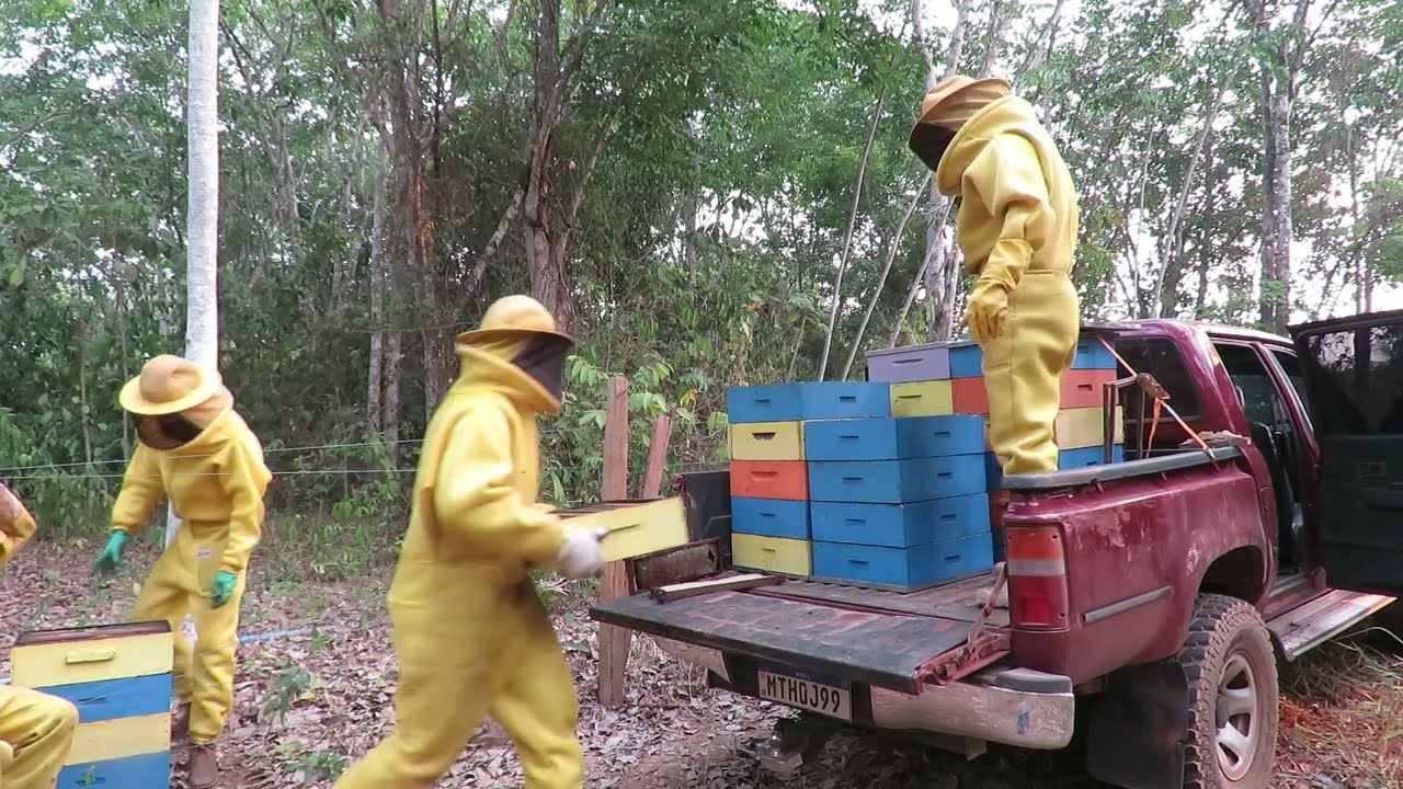 Colheita do Mel, MiL e Cem quilos