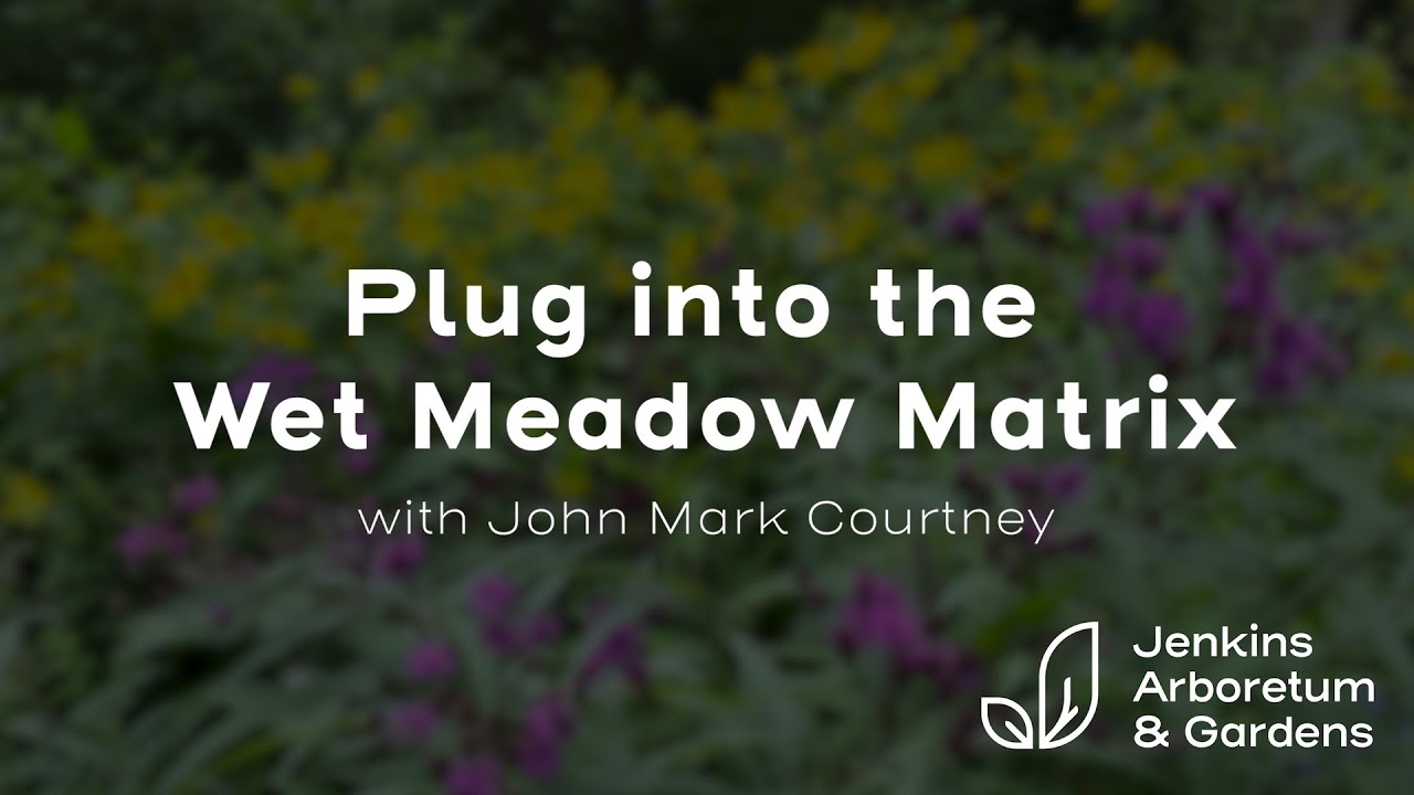Plug into the Wet Meadow Matrix with John Mark Courtney