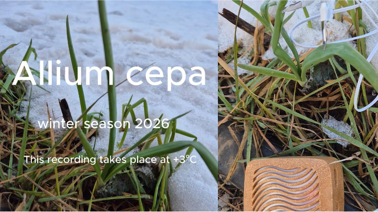 Plant Signals #03  Onion — Cold Storage +3°C