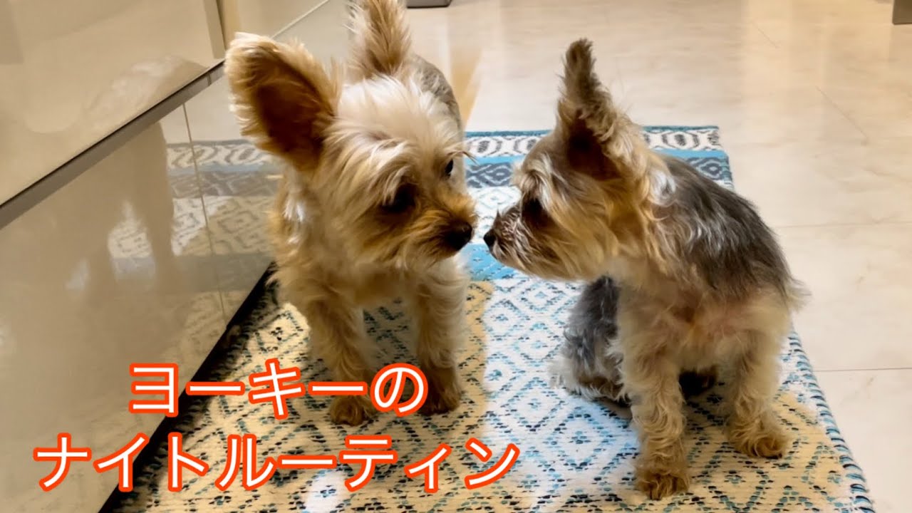 〔ナイトルーティン〕バニラ＆ミントの夕方から就寝までの様子をお届けします　No.58