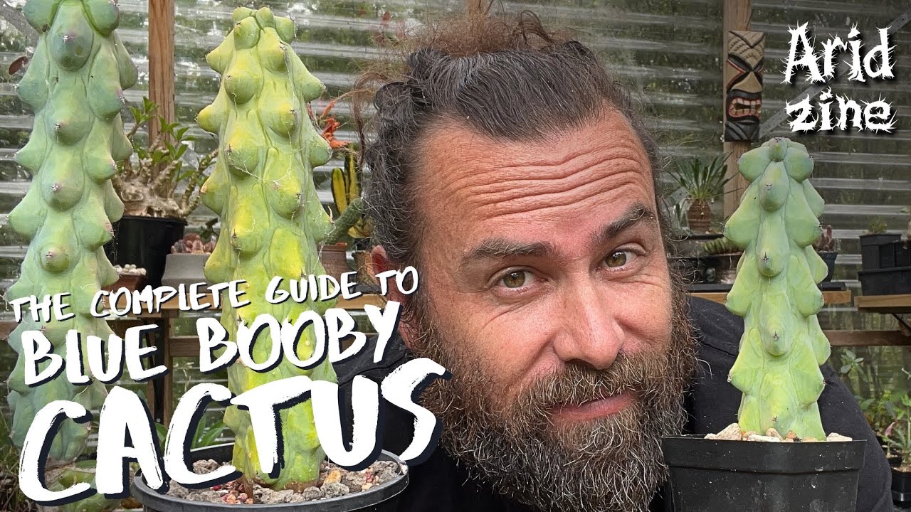 The complete guide to the Blue Boobs Cactus aka. Myrtillocactus geometrizans 'Fukurokuryuzinboku'