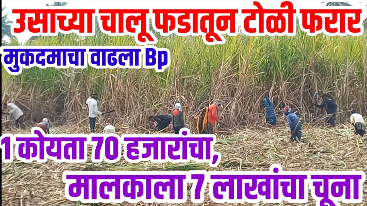उसाच्या चालू फडातून टोळी फरार,1कोयता 70 हजारांचा,मालकाला 7 लाखाचा चुना sugarcane ऊस_शेती visionvarta