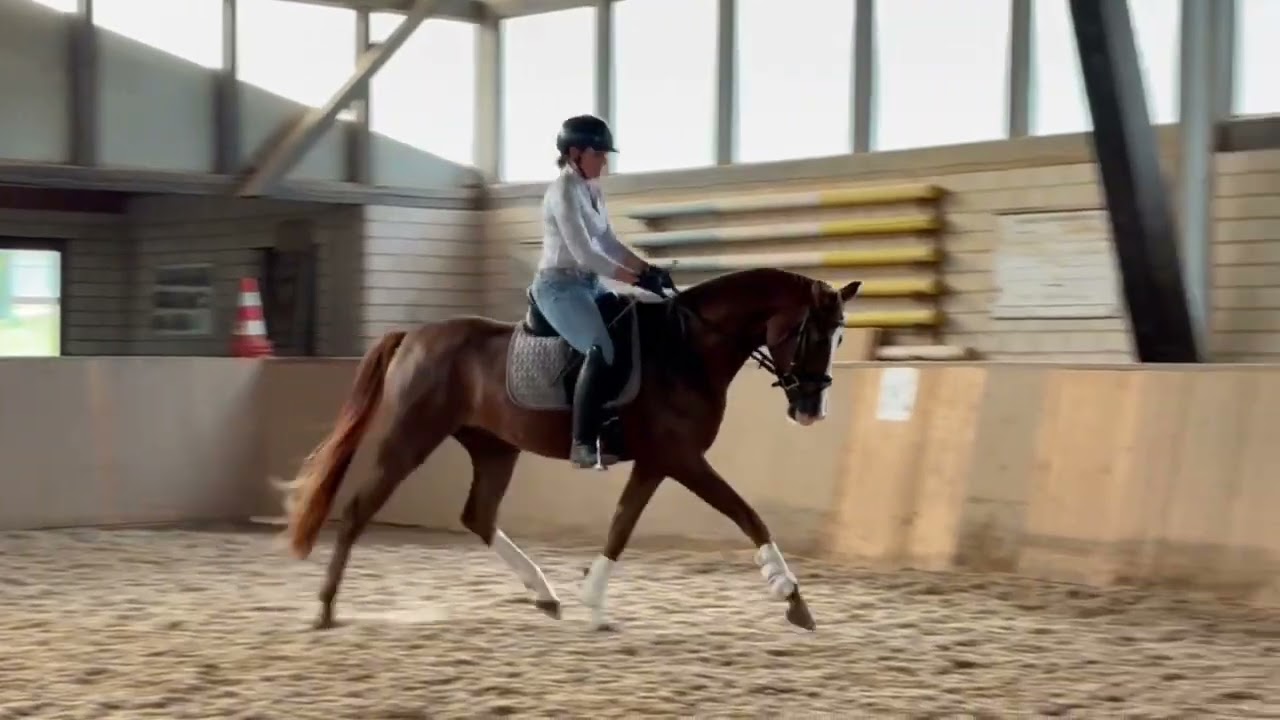 💫Verkaufspferd 💫 Wallach von Benicio x Dimaggio geb 2021
