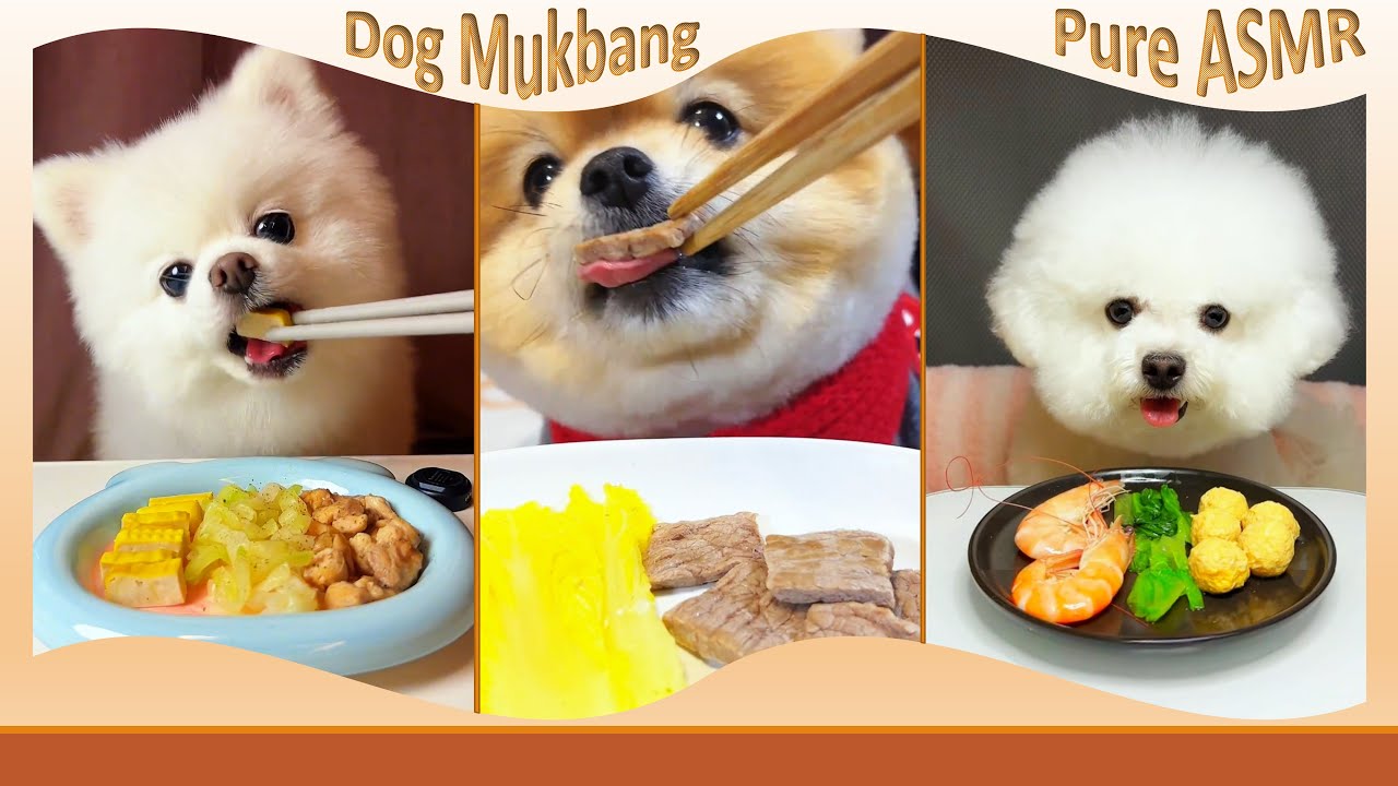 Watch Three Dogs Finish Every Bite 🐶🥩🥬 | A Calm & Cozy Mukbang #DogASMR #Relaxing
