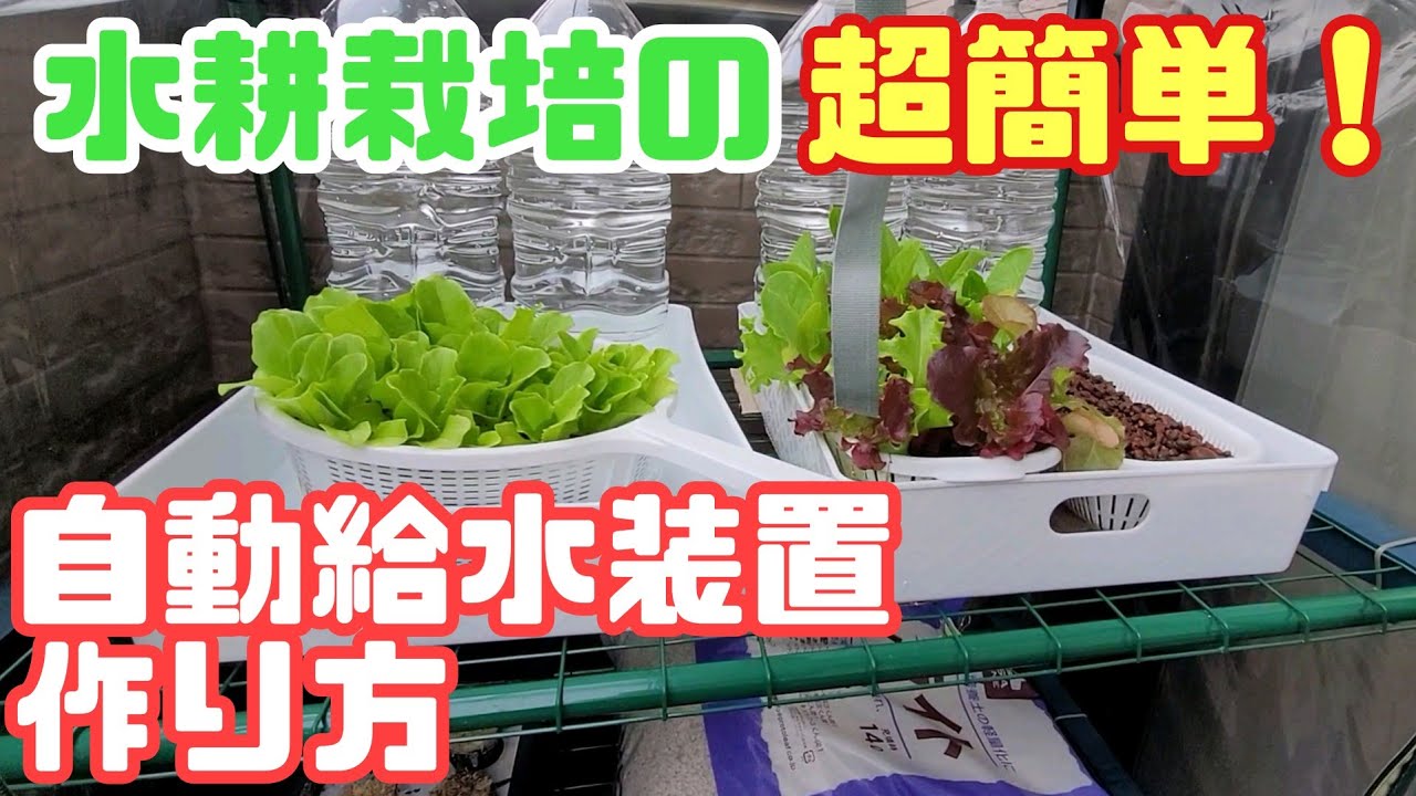 【水耕栽培大学】ベランダ水耕栽培の自動給水装置の作り方！！