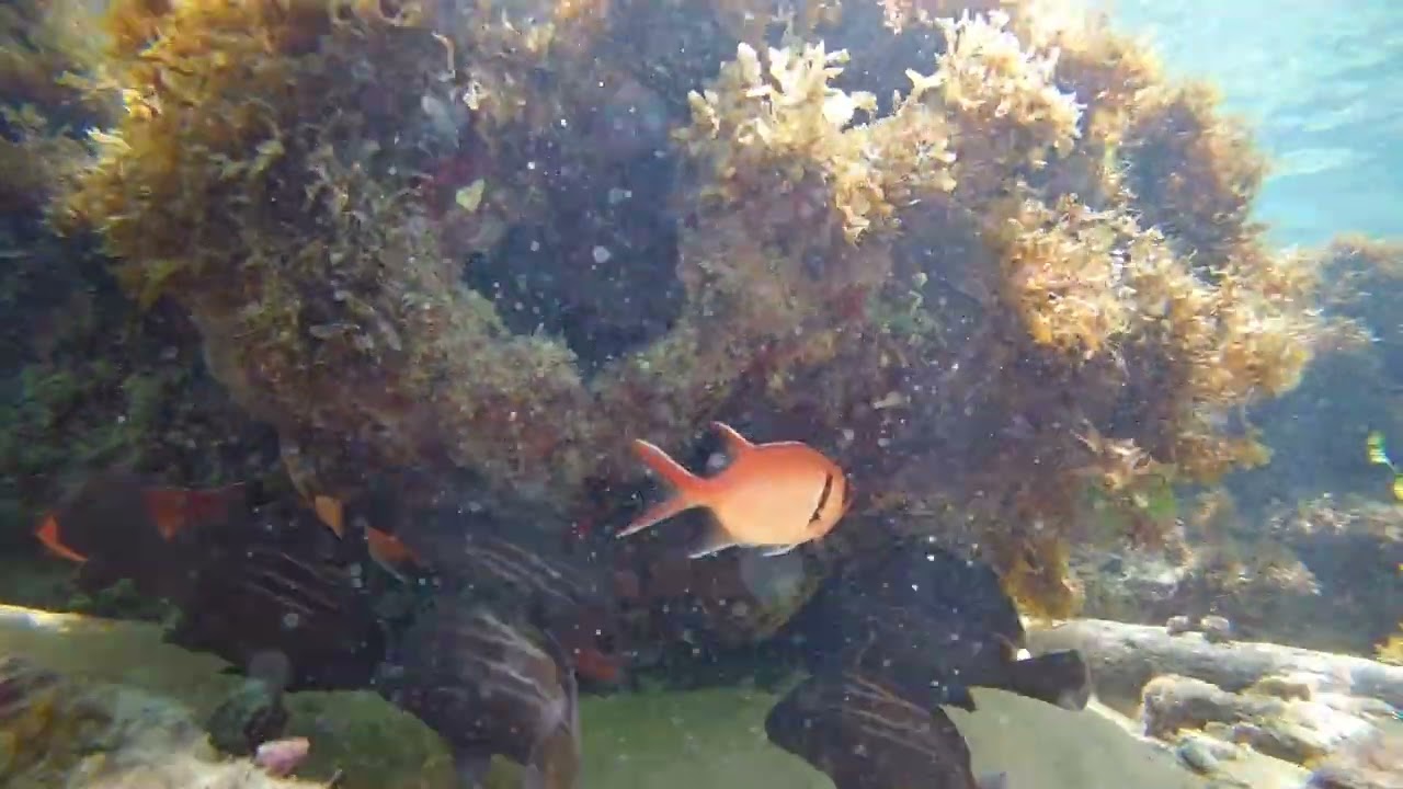 Mergulho em Buzios RN : Um Paraíso Submerso no Nordeste do Brasil! 🌊🐠