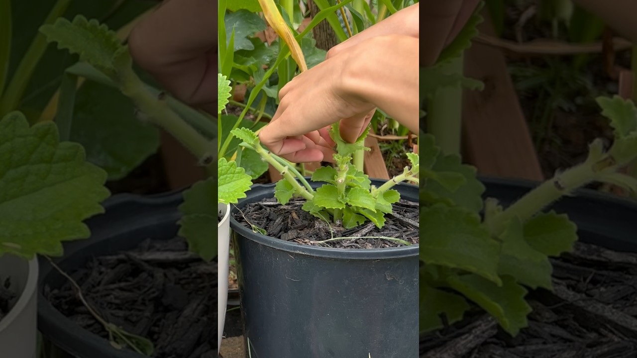 Harvest Time from my small garden!! Grower's Journey| Birds singing | Countryside Relaxing Sound