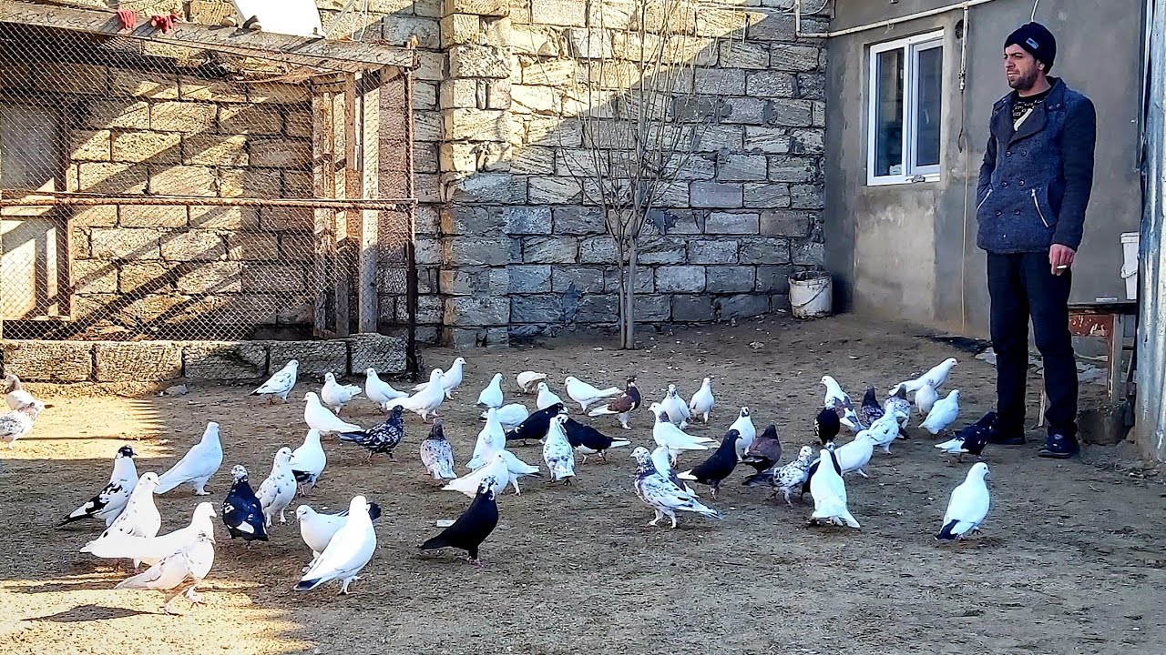 Maştaga Rufetin Goyercinleri tel0552251888#bakigoyercinleri2021 #goyercinler2021 #goyercinler#pigeon
