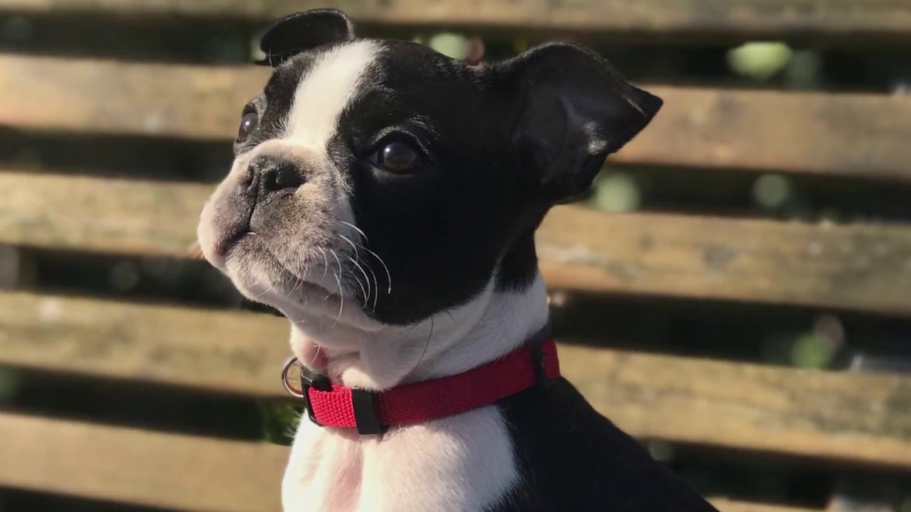 Meet Dutch Boston Terrier Puppy Xena!