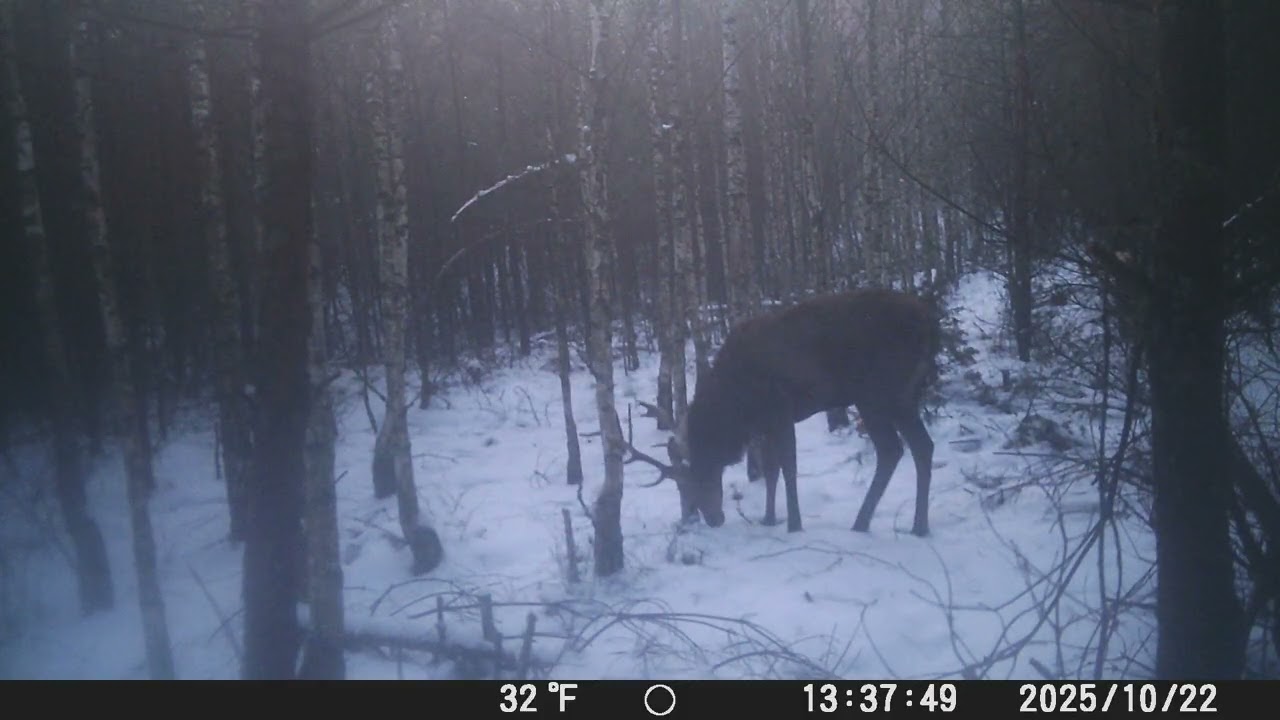 Następna kruciutka transmisja z lasu