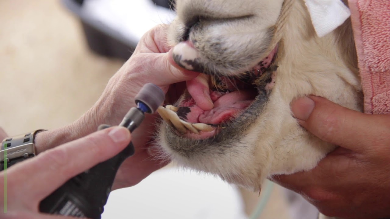 Alpaca Dental Check-up at Taronga Zoo Sydney