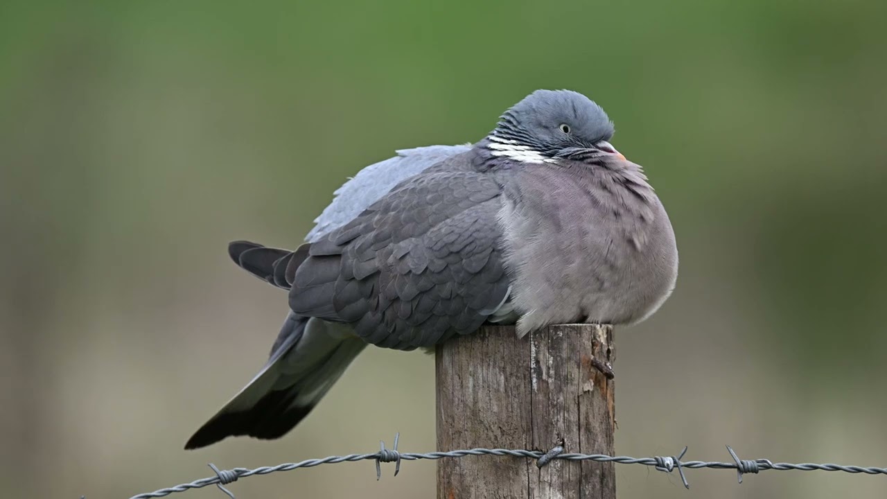 Tired Wood Pigeon mindful moment
