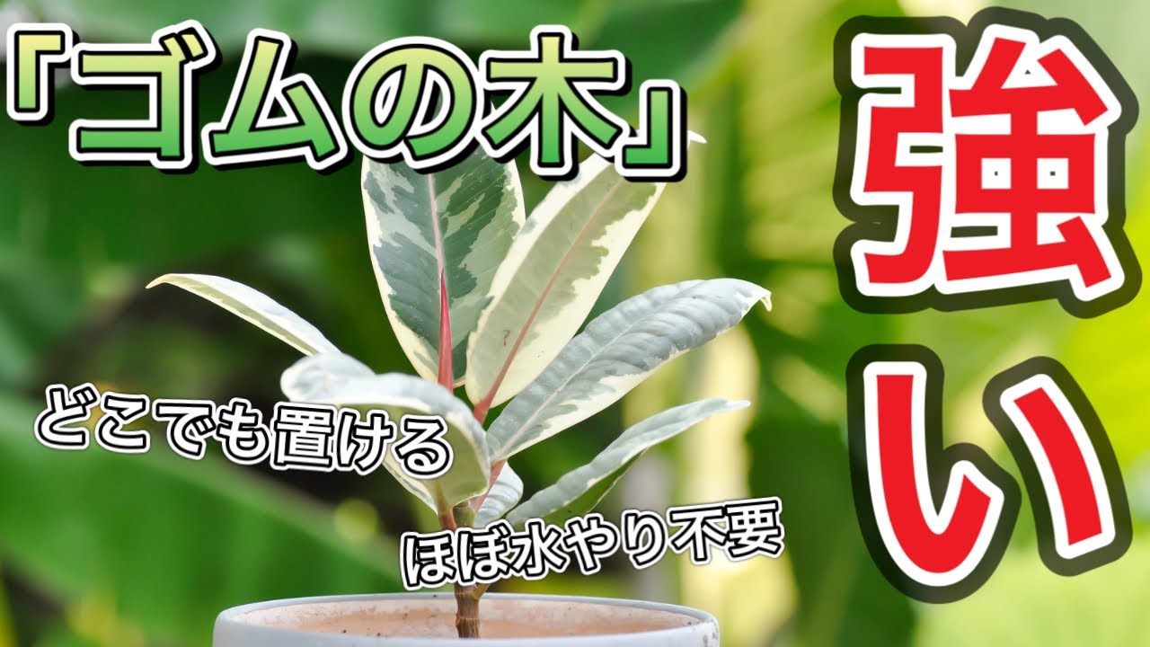 【めちゃくちゃ強い】ゴムの木の特徴と育て方　#花屋 #育て方 #水やり #ゴムノキ