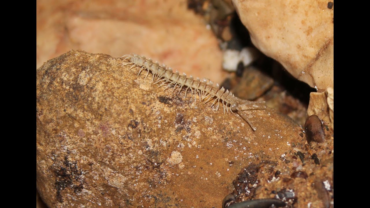 Cave-dwelling Arthropods of Cayo District, Belize