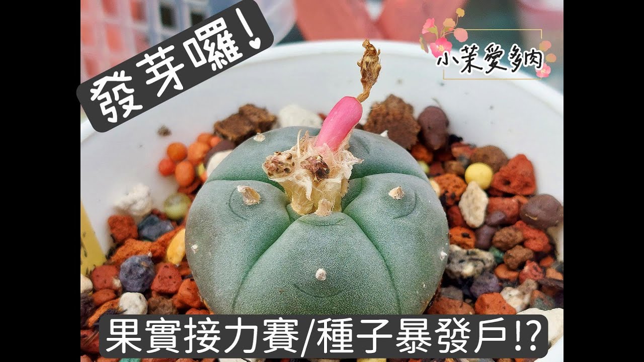 多肉果實接力賽/快來看真的發芽了/採收播種全紀錄/烏羽玉寶寶/寬葉彈簧草大富翁誕生|多肉植物|小茉愛多肉|
