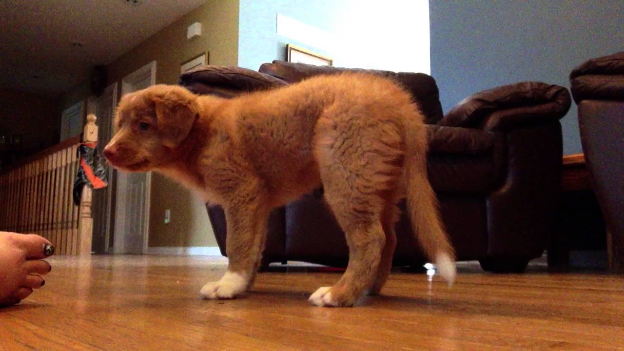 Duck Toller Puppy Learning Sit
