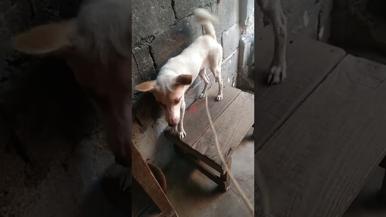 FurFolk Sensation