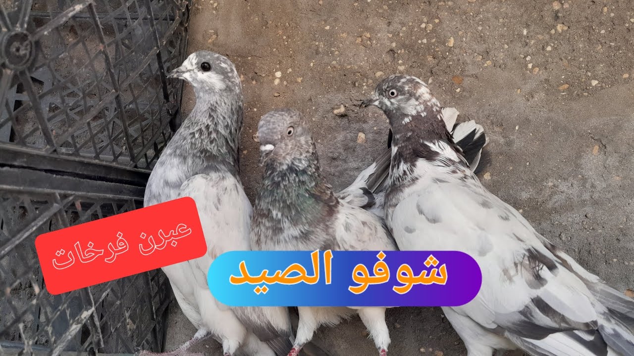 عبرن فرخات وفلشتهن شوفو شكد صدت🤠
