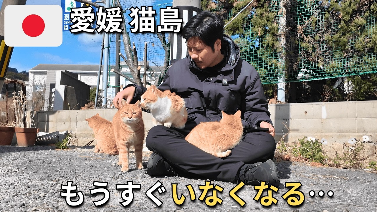 【愛媛 猫島】もう帰れません。膝の上を占領する「猫の楽園」が異次元の癒やしすぎた