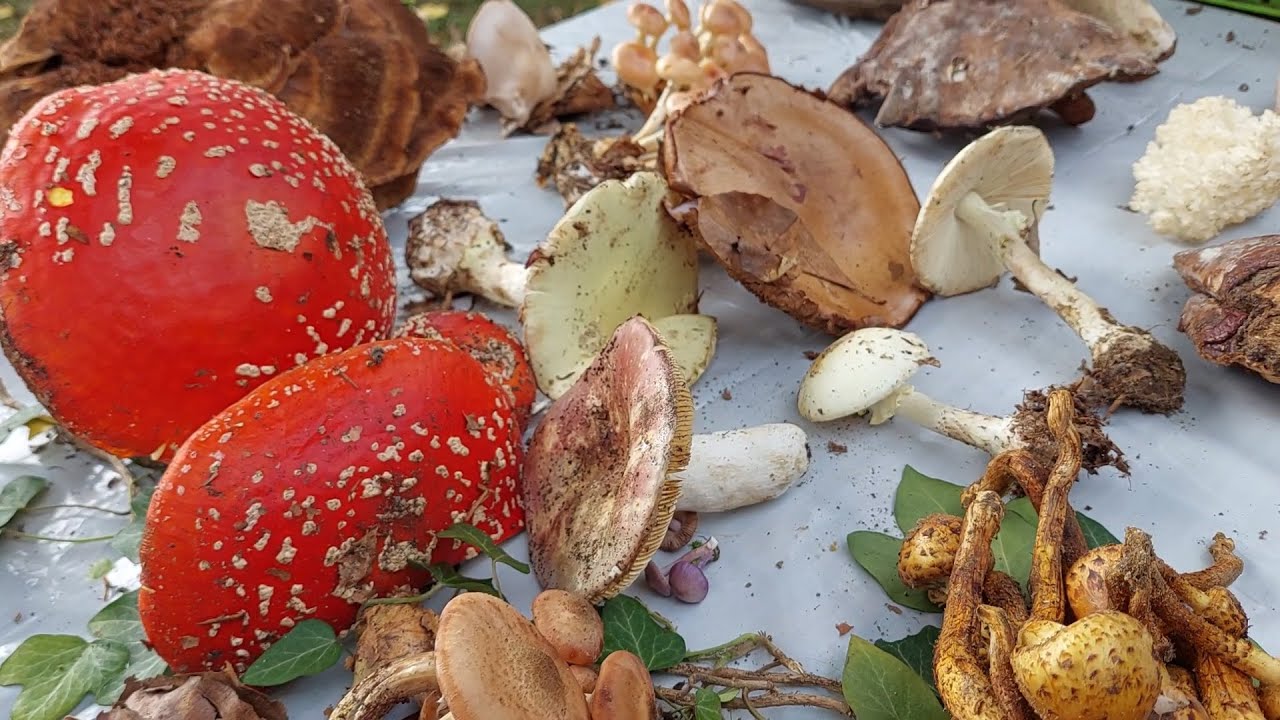 Izložba gljiva: Koje su jestive a koje otrovne gljive?