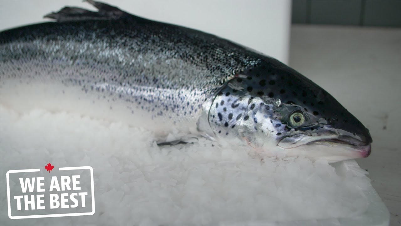 Farmed salmon from Kitasoo/Xai'xais: raised to preserve local natural resources | We Are The Best