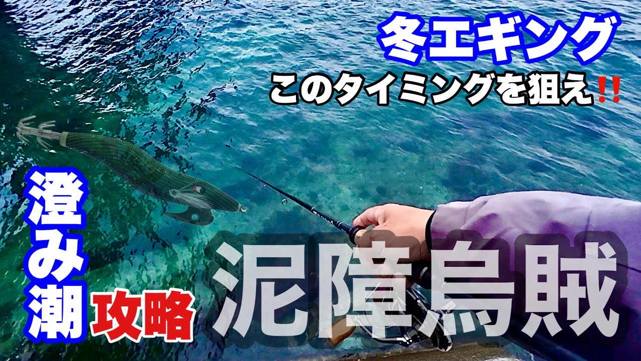 ［エギング］澄み潮攻略❗️PROGREの新作エギで良型連発‼️