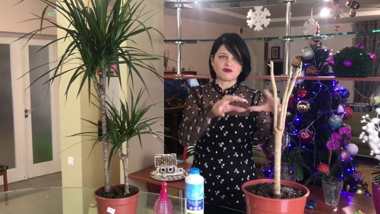 Dracena. Jak pielęgnować(instrukcja)
