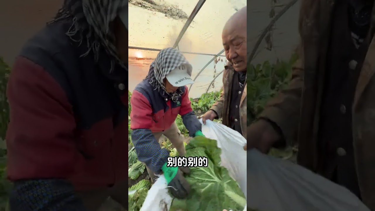小姑小姑父回来了，想腌点酸菜，小姑父开车冒雪，回屯子收白菜，小园白菜，有味#农村生活 #记录真实生活 #东北 #腌酸菜