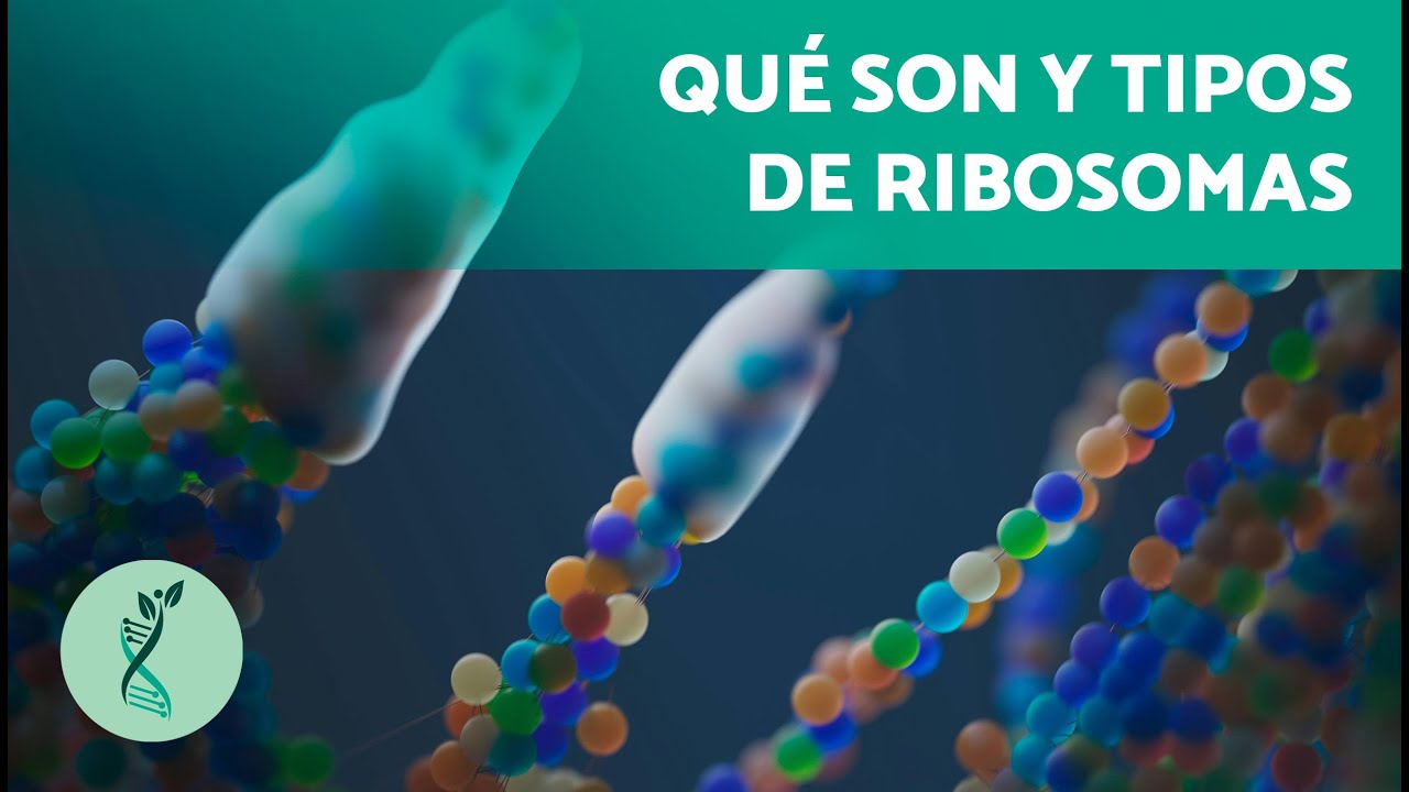 ¿Cuál es la FUNCIÓN de los RIBOSOMAS en la célula? 🧬🔬 (ESTRUCTURA, FUNCIÓN y TIPOS)