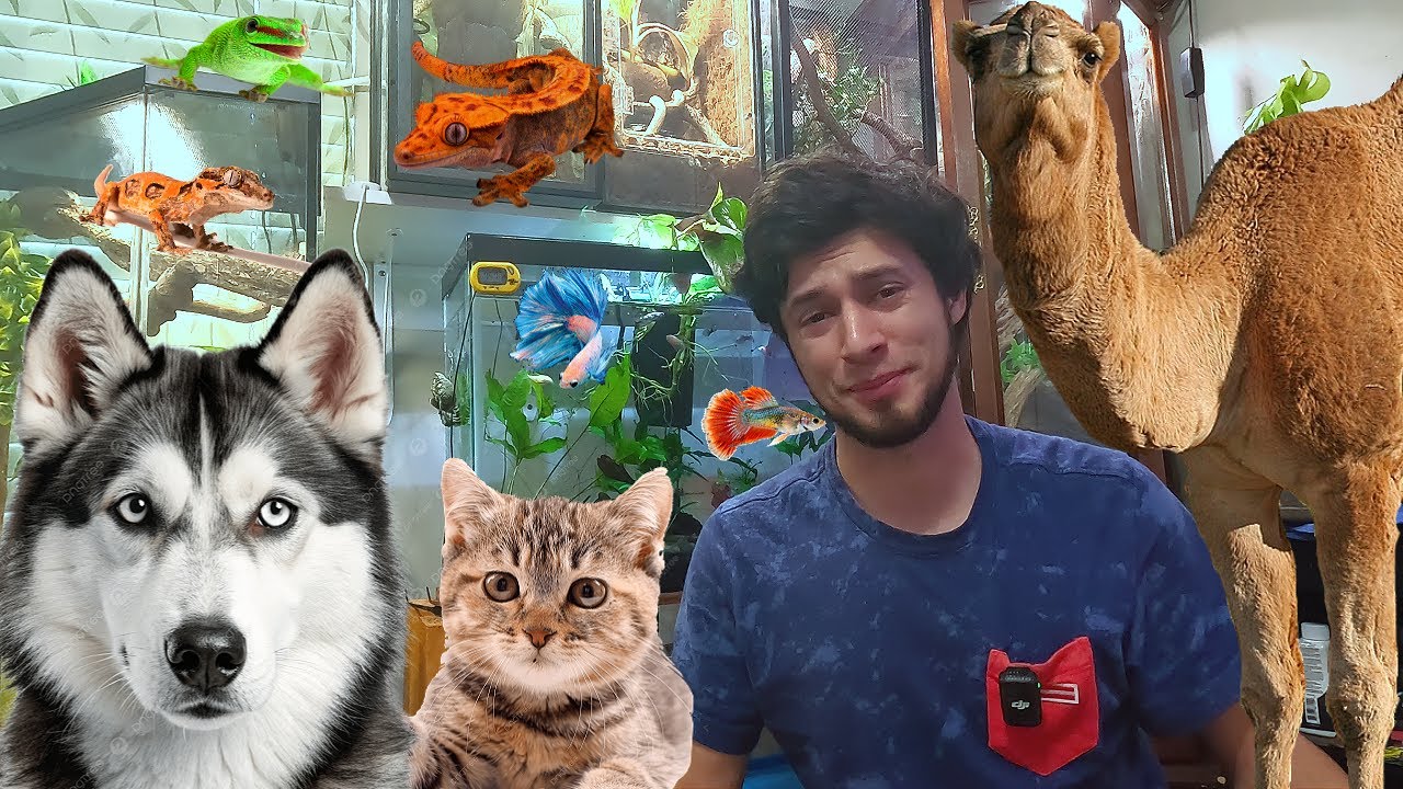 Animales Exoticos + Nuevo aspecto de mis Terrarios 