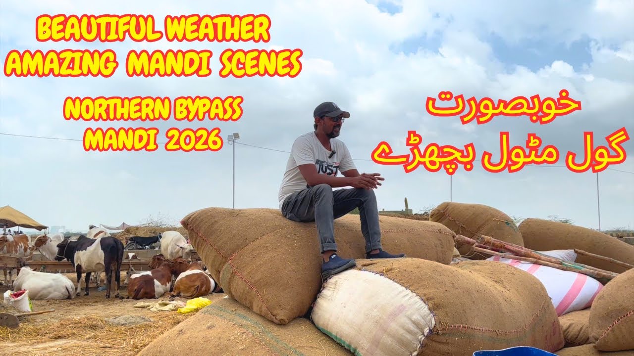 Beautiful Weather Beautiful Mandi Scenes. Northern Bypass Mandi 2026