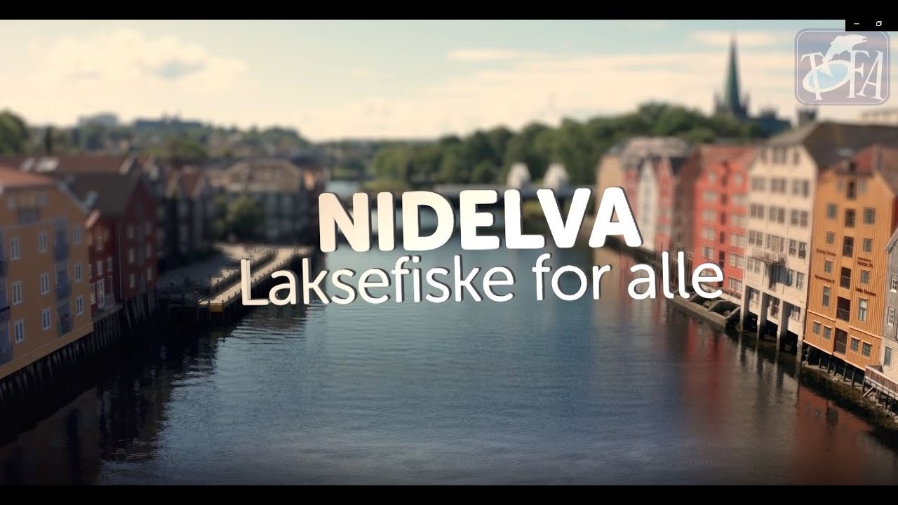 Nidelva Laksefiske for alle