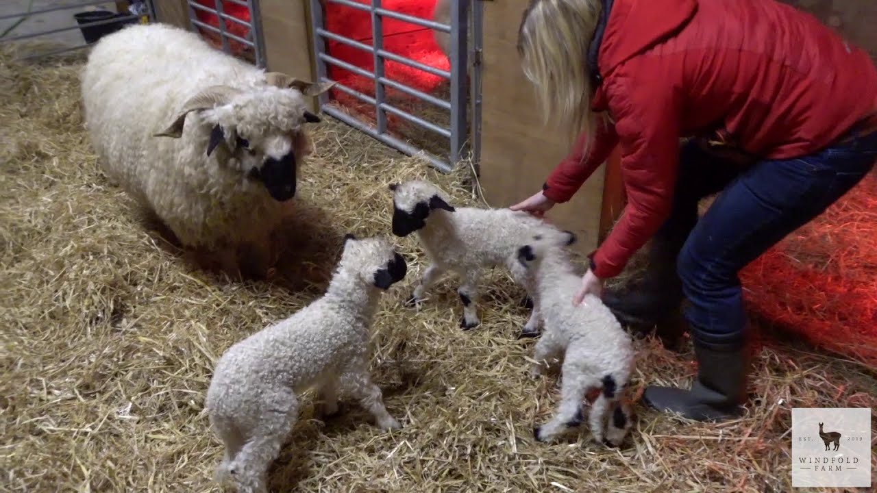 Bottle Feeding and Lamb Update (Valais Blacknose) - Windfold Farm - 075