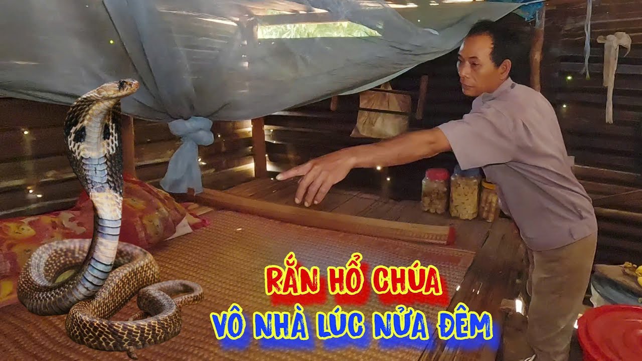 2 VỢ CHỒNG bị rắn hổ mang CHÚA khổng lồ tìm đến nhà lúc NỬA ĐÊM - tập 1264