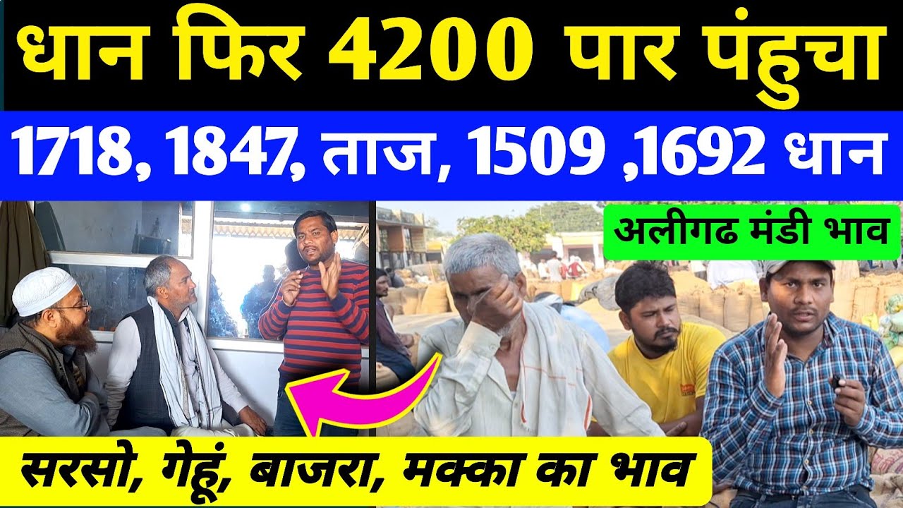 नई सरसो का भाव / गेहूं, मक्का, धान, बाजरा का भाव जाने | sarso ka rate | gehu ka rate | makka ka bhav