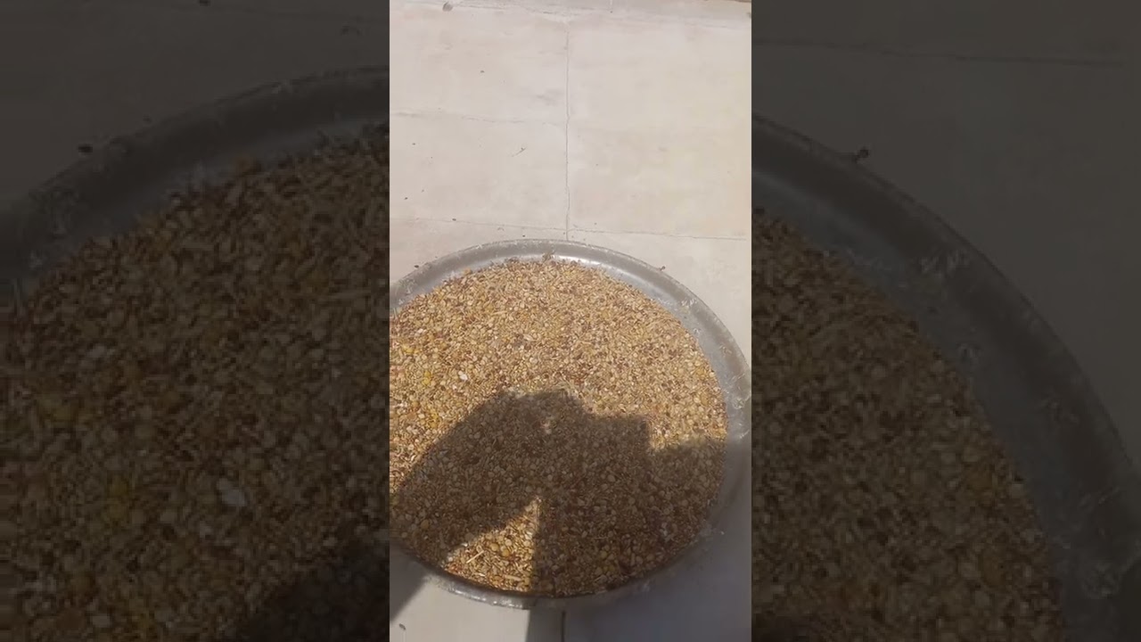 كيف تحافظ على الحمام من ارتفاع درجة الحرارة في فصل الصيف