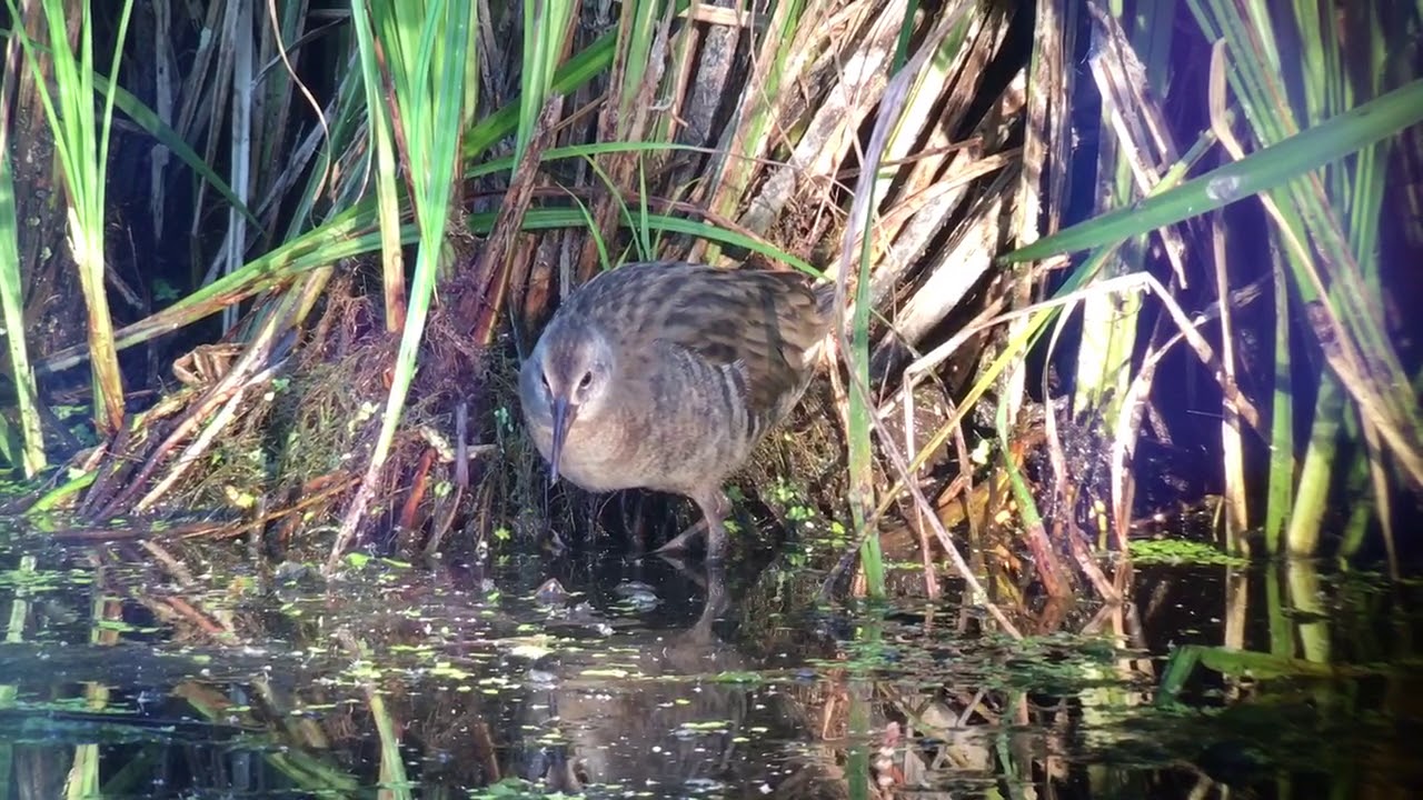Water Rail juvenile.(Vandrikse juvenil). Frederiksdal 12/7-18