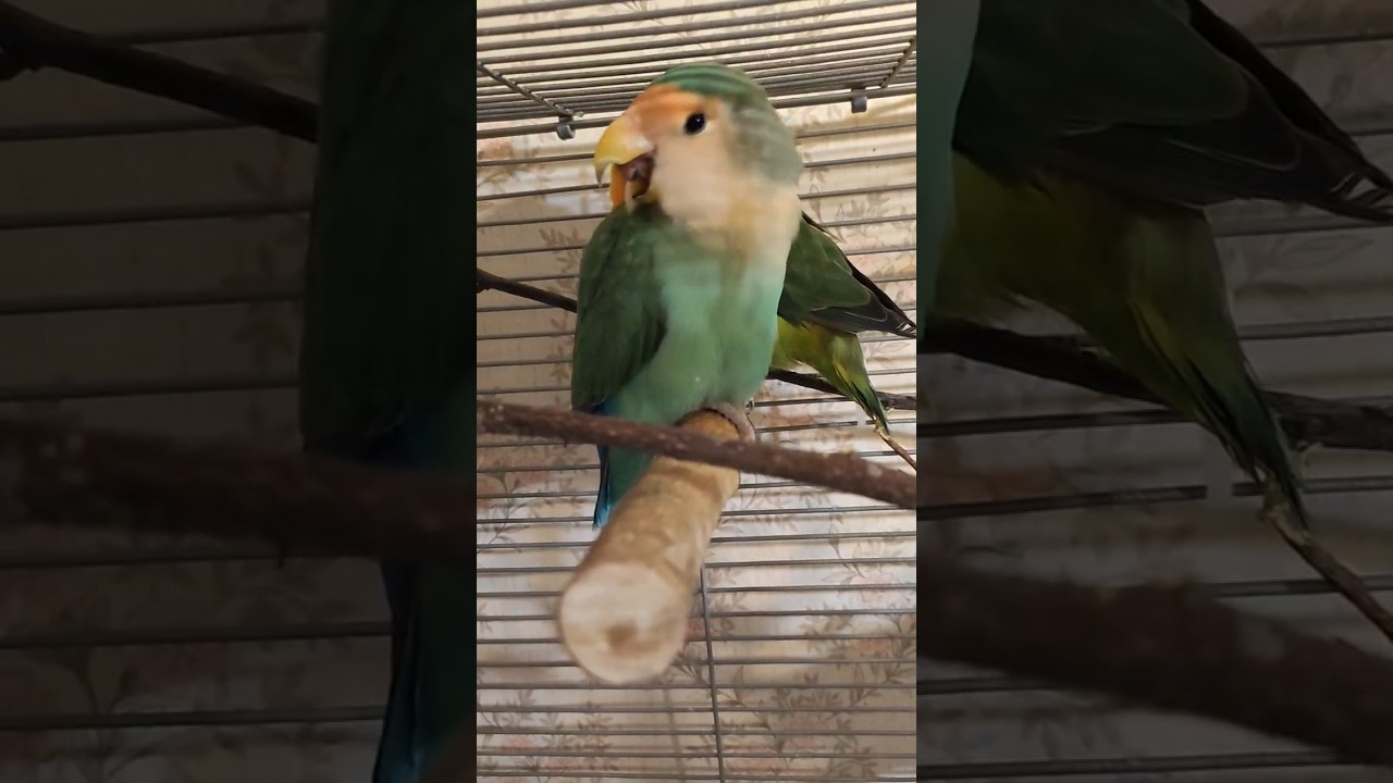 Попугай неразлучник зевает в реальной жизни #parrot #попугай #неразлучники #lovebirds